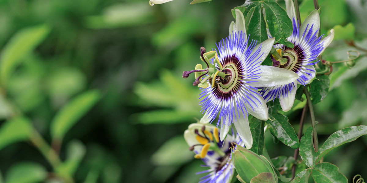 Passionflower: a Traditional Herb for Modern Minds